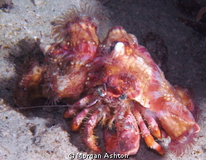 Anemone Hermit Crab. Raja Ampat. They use the anemones as... by Morgan Ashton 